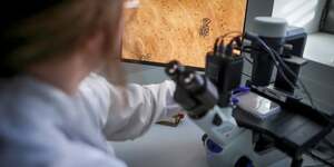 A Bordeaux, les chercheuses de l& 39 institut d& 39 oncologie travaillent sur la recherche autour des mutations des cellules souches.