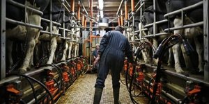 Des agriculteurs porcins et laitiers manifestent en bretagne