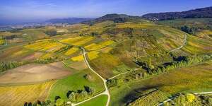 La Bourgogne se distingue par ses petites parcelles, un aspect qui complique la transmission par rapport à des régions comme Bordeaux,