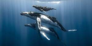 La troisiEme confErence des Nations unies sur l& 8217 ocEan se dEroulera du 9 au 13 juin 2025.