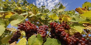 La viticulture a les moyens de s'adapter au changement climatique