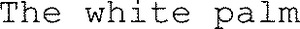 The white palm_logo