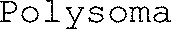 Polysoma_logo